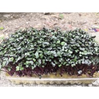 Микрозелень Капуста красная лоток Будет польза, 1 шт